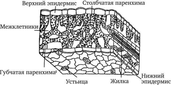 Поперечный разрез листа подсолнечника