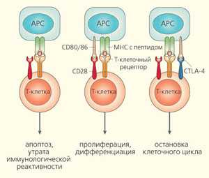 Регуляция активности Т-клеток при взаимодействии с антигенпредставляющими клетками (APC) («Природа» №3, 2016)