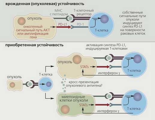 Регуляция синтеза PD-L1 (лигандов рецептора PD-1) в иммунных клетках и опухоли («Природа» №3, 2016)
