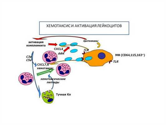 Хемотаксис и активация лейкоцитов