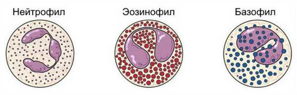 Разновидности гранулоцитов