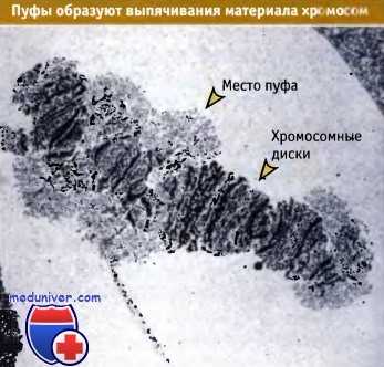 Пуфы хромосом