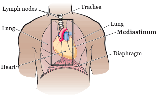 Рисунок 1. Средостение