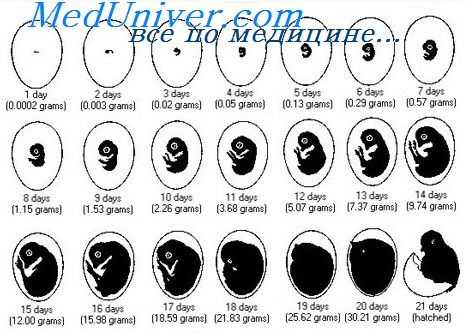 развитие эмбриона