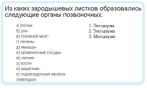 зародышевые листки