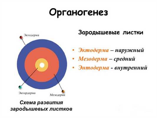 зародышевые листки