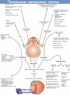 зародышевые листки