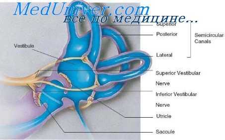 калорическая проба