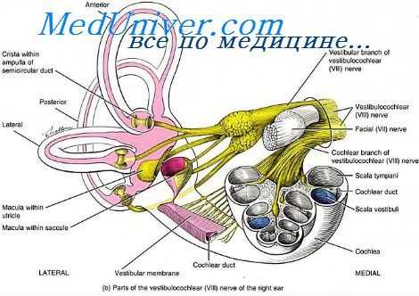 калоризация