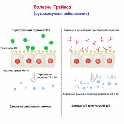 Курашова Оксана Николаевна, терапевт, эндокринолог - Барнаул