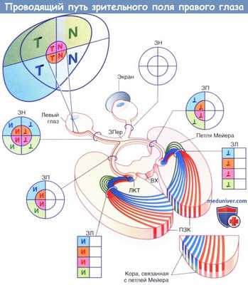 Схема зрительных проводящих путей