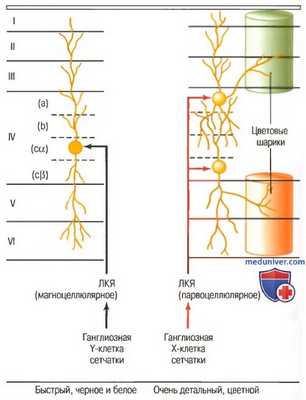 Зрительная кора. Строение первичной зрительной коры