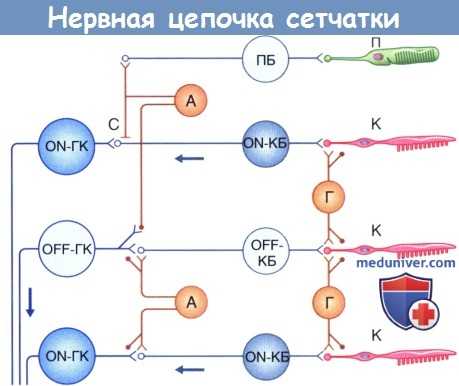 Нервная цепочка сетчатки