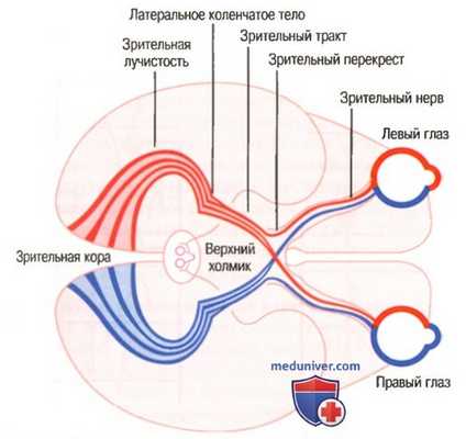Зрительные пути. Дорсолатеральное коленчатое ядро таламуса