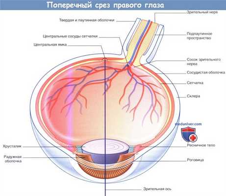 Поперечный срез правого глаза