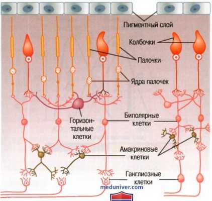 Зрительный путь от колбочек