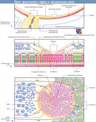 Диск зрительного нерва и центральная ямка