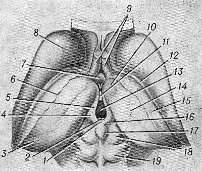 Рис. 1. Схематическое изображение промежуточного и среднего мозга (вид сверху)
