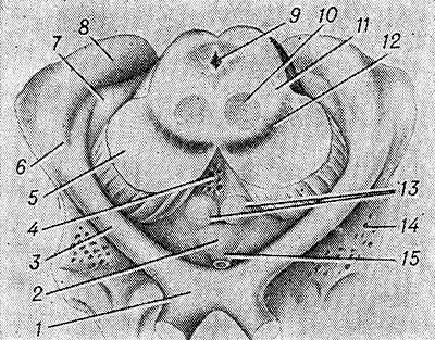 Рис. 2. Схематическое изображение метаталамуса, гипоталамуса (вид снизу и сзади) и среднего мозга (на разрезе)