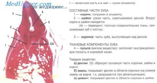 зубы и развитие зубов