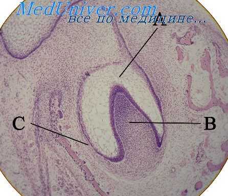 зубной сосочек эмбриона