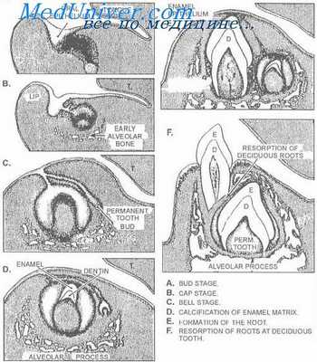 зубы эмбриона