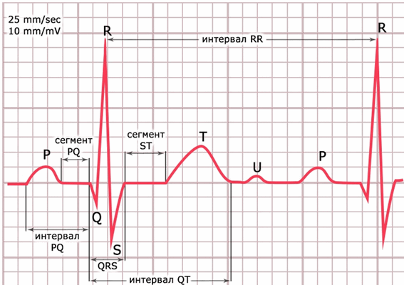 Схема зубцов и сегментов ЭКГ.