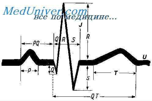 экг в норме