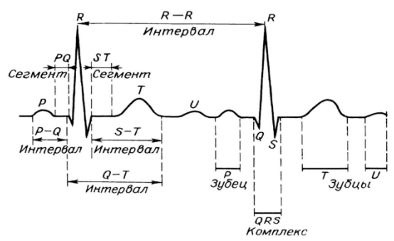 Схема нормальной ЭКГ человека