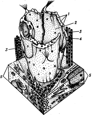 Рис. 5. Схематическое изображение строения стенки лимфатического капилляра с элементами окружающей соединительной ткани; 1 — эндотелиоцит; 2 — просвет лимфатического капилляра; 3 — коллагеновые протофибриллы соединительной ткани; 4—«якорные» филаменты; 5 — соединительная ткань.